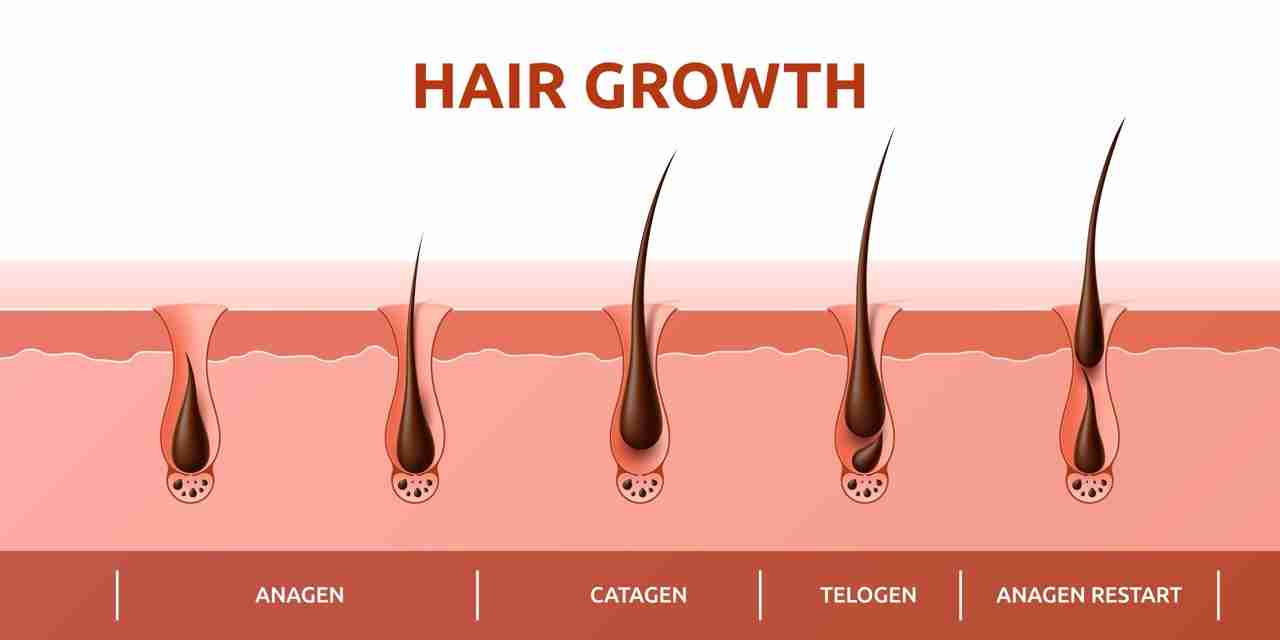 Hair growth cycle of follicles phase diagram with human scalp hair roots structure, vector infographics. Hair grow cycle from anagen, catagen to telogen, hair follicle bulbs phase for trichology info