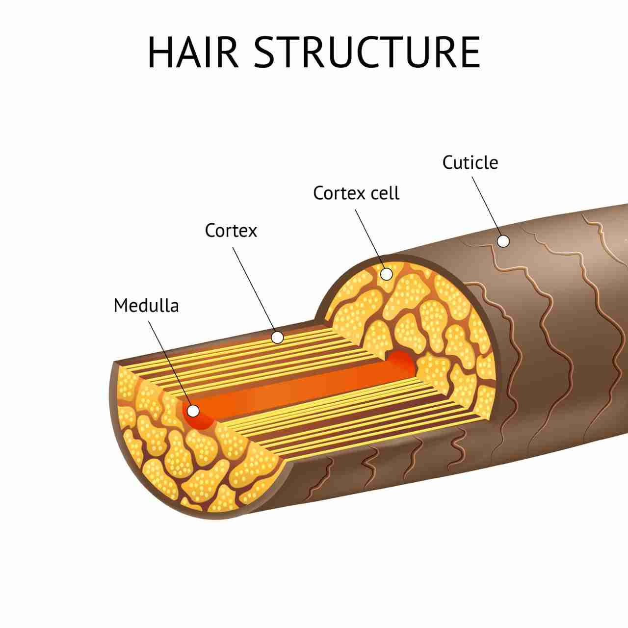 hair has three layers: the cuticle (outer layer), the cortex (middle layer), and the medulla (inner core)